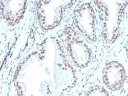 ATRX Antibody (rATRX/3446) - Azide and BSA Free, Novus Biologicals 100